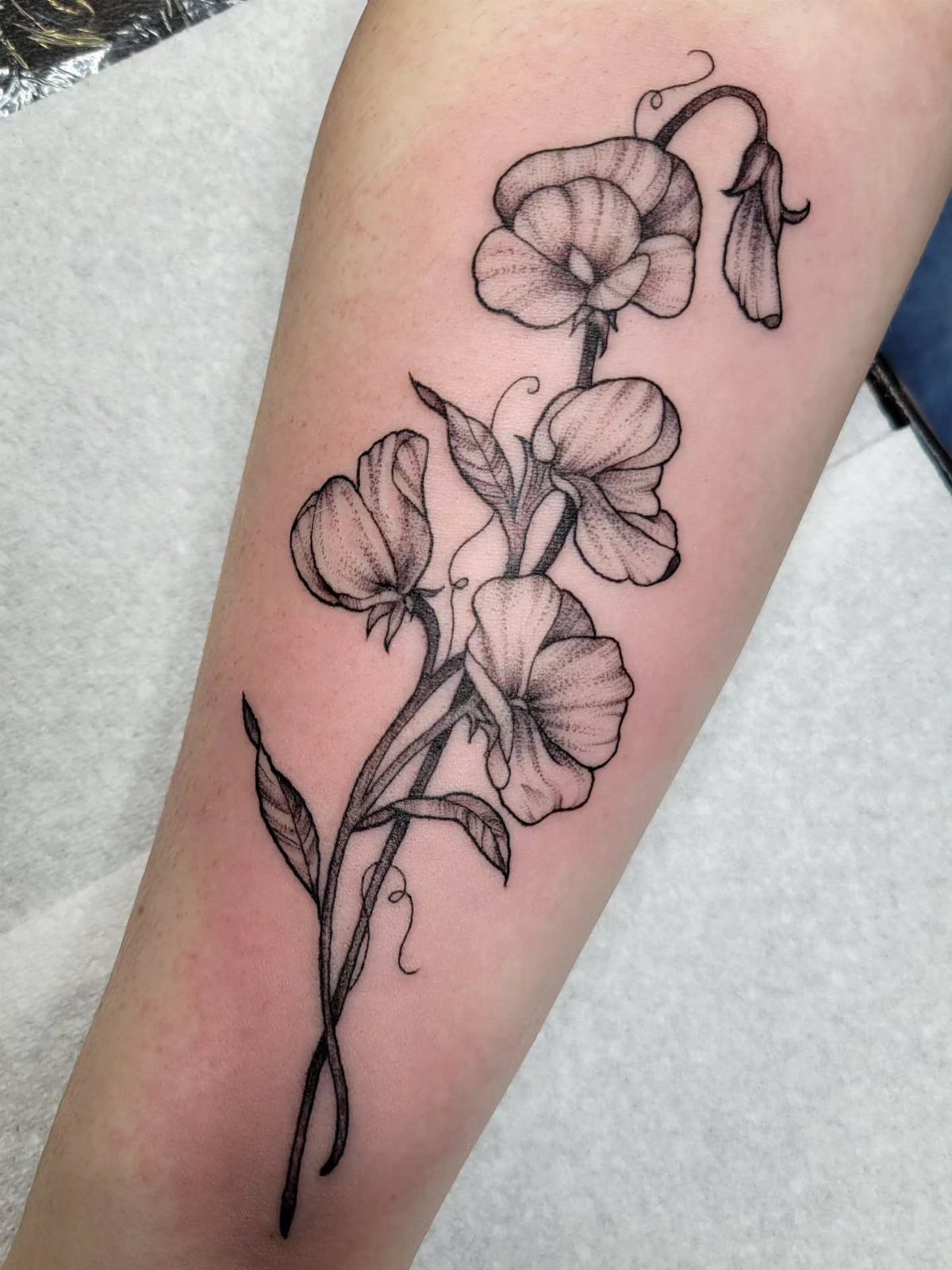 Black and grey sweet pea flower tattoo on a person's forearm with delicate line work.