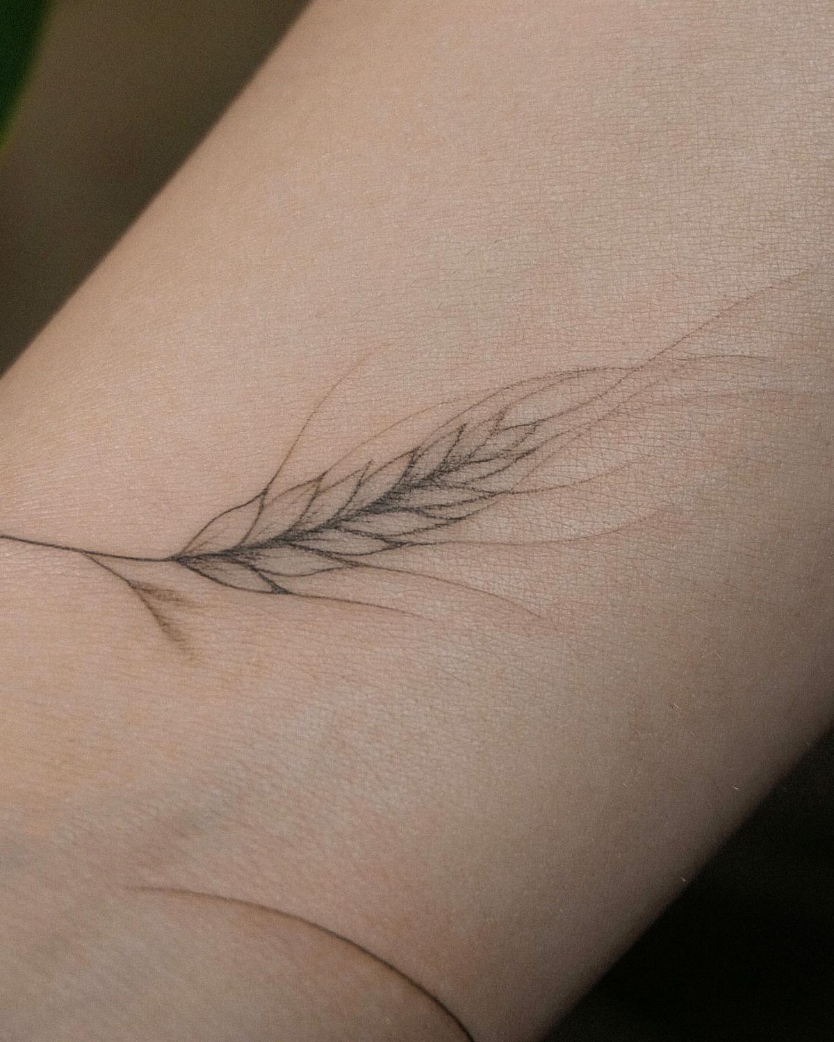 A minimalist fine line wheat stalk tattoo on a person's arm skin.